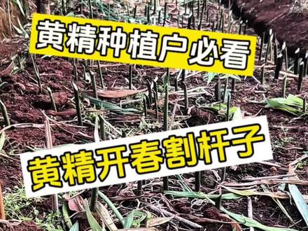 黄精长出来的老杆子该怎么处理#每天分享种植农业小知识 #黄精种植 #黄精#抖音助农扶农 #记录我的种植生活