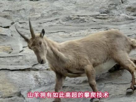 山羊蹄子的秘密:为什么它们可以在90度的悬崖上攀爬?