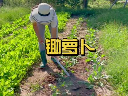 萝卜不怕痒,越锄越肯长,今天来给萝卜锄草#我的乡村生活 #新农村计划2022 #我的小菜园 #抖音记录农村生活