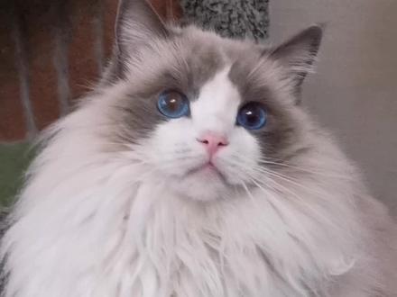 布偶猫不爆毛?原因有哪些呢#养宠进阶指南 #布偶猫