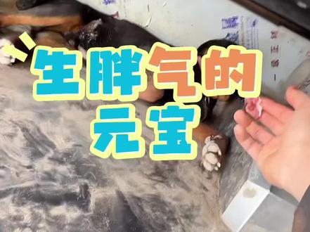 元宝这回气大了,肉肉送嘴里都吐出来了,大家猜猜赵队要多久能哄回来@西北实战~公益护农 @西北实战—机油手 #实战猎犬 #公益护农狩猎队 #西北实战 #西北刀客元宝