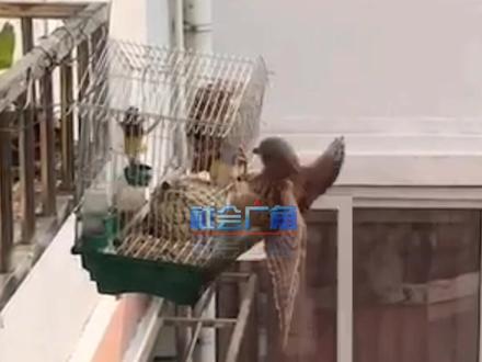 李先生的鸟在阳台外养了两年多,没想到竟然会被“老鹰”给盯上了。