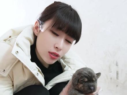 返祖藏獒你见过吗?#藏獒 #自繁自养 #道辰粮宠