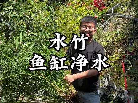 一棵植物就能代替一整个过滤器,吸收氨氮和净水的能力比大多数水草绿植都强!#水培 #水竹