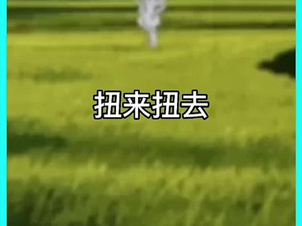 相传只要你紧盯扭来扭去的稻草人就会和它一模一样#白天刷不到晚上逃不掉系列 #我的观影报告 #胆小勿进 #怪谈 #惊悚悬疑