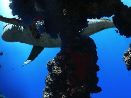 1100万年前 地球上的两大海洋霸主展开了一场巅峰对决 #利维坦鲸 #巨齿鲨