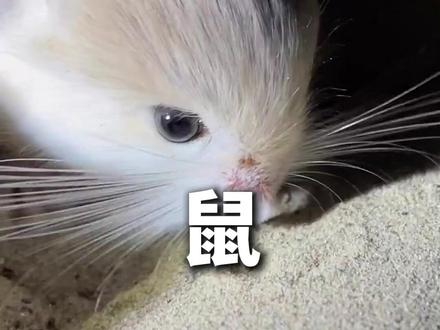 这几种鼠你喜欢哪一个!#神奇动物在抖音 #萌宠出道计划 #科学养宠攻略 #抖音萌宠