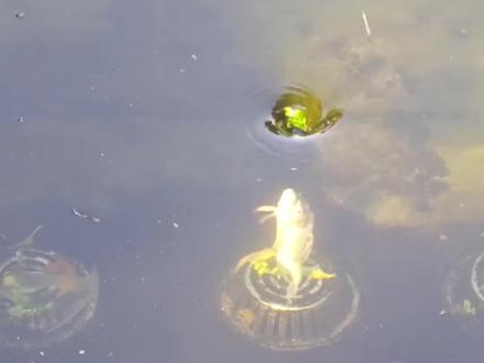 这种鱼能吃吗? #鱼#科普#科普一下