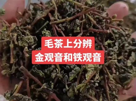 分辨金观音和铁观音#茗茶#乌龙茶#铁观音 #茶生活
