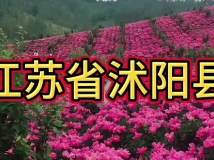 #江苏沭阳# 花海盛开,梦中的花木之乡