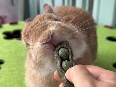 养兔家长看过来!兔子牙齿一辈子都在长,没有磨牙用品,很容易出现牙齿咬合问题,吃不下草。
这款豌豆荚,选用优质牧草压制,没有胶水粘合,硬度非常适合磨牙,一个能啃一到两周,既能磨门牙,又能当做解闷玩具!#兔子磨牙 #兔子磨牙推荐 #兔子牙齿过长怎么办 #科学养兔 #养兔经验分享