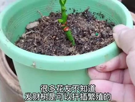 发财树扦插繁殖方法#盆栽花卉 #扦插 #养花小知识 #种植小技巧