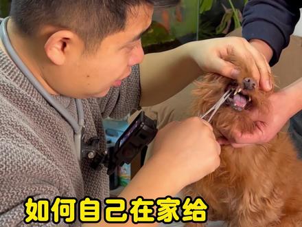 在家自己清洁狗狗牙结石#科普知识 #养犬知识 #狗狗牙结石 #狗狗牙结石清理