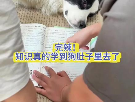 侄女说以后不让耀祖旁听了,她说她长大了,耀祖这样会伤她自尊心哈哈哈哈#耀祖不是边牧 #狗子日常 #宠物迷惑行为 #宠物 #狗狗