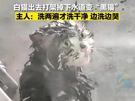 白猫出去打架掉下水道变“黑猫”,主人:洗两遍才洗干净,边洗边哭。