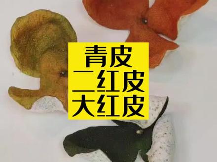 青皮,二红皮,大红皮。采摘时期不同,口感和作用也不一样。#新会陈皮 #涨知识