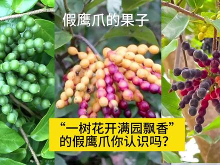 #假鹰爪 #下山桩 简单介绍一下假鹰爪