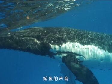 鲸鱼真正的叫声是什么样的呢? 潜于深海录给你听,听完你会大吃一鲸的#鲸鱼 #海洋动物 #科普 @AJ李艺 水下摄玩-全球