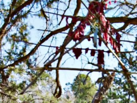 原始拓荒客S3|第2集:老大爷身穿红衣,利用尿液吸引猎物进行打猎! #记录片#我的观影报告#野外生存