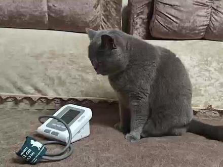 #科学养宠 #萌宠好物 #记录猫咪日常 #兽医 给猫咪测血压