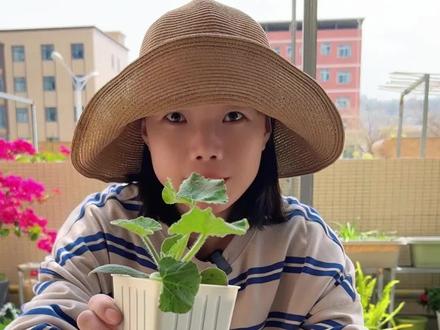 怎样才能育出粗壮不倒伏的苗#育苗 #育苗杯 #育苗盒 #家用育苗盆