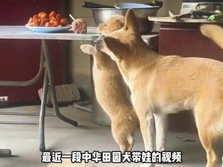 来自老祖宗的严选神物#老祖宗的智慧 #中华田园犬 #离谱 #老外破防