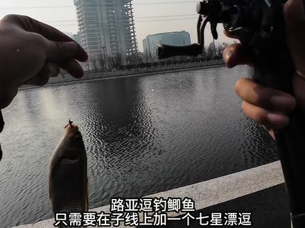 路亚鲫鱼最新卡七钓组,调好七星漂立马连杆!#路亚 #路亚野钓 #路亚鲫鱼