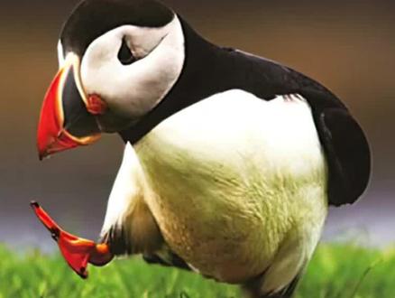 它是会飞的企鹅,学名北极海鹦 #万物皆有灵性 #动物的迷惑行为 #动物成精 #奇妙的动物