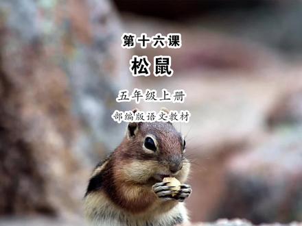 《松鼠》小学语文五年级上册课文朗读 #小学语文 #课文朗读 #松鼠