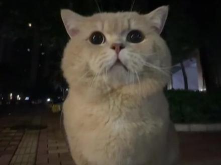 随机压力路边一只小猫… #短腿小拖宝