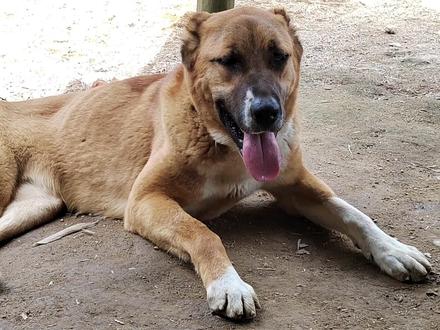 130斤高狼对抗40斤比特谁能取胜,猛犬见面不怒自威