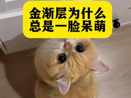 金渐层为什么总是一脸呆萌? #猫#猫咪#新手养猫#养猫人#养猫经验分享