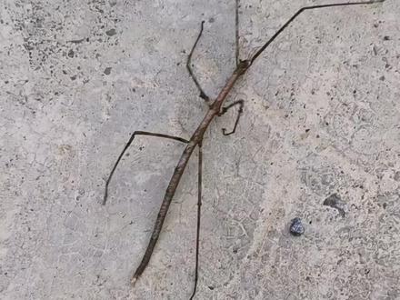 大家认识它吗?它叫竹节虫,又叫干柴棒。有人说它毒性很大,被它咬到无药可治!百度说它无毒,有人还用手把玩儿。但还是小心点儿好,毕竟它可能咬死牛哦