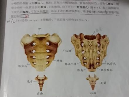 今天先学到这#学习日常vlog #人体解剖学 #自学解剖