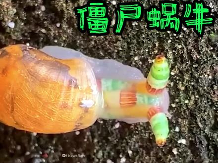 僵尸蜗牛--挑衅鸟类把自己吃了 #寄生 #科普一下 #百科 #昆虫