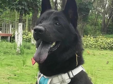五黑犬能预知危险 居然救了主人#中华田园犬#五黑
