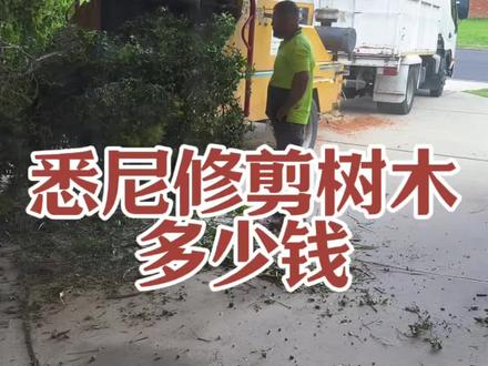 悉尼修剪树木多少钱 #大鑫在澳洲 #蓝花楹传媒 #澳大利亚 #修剪树枝