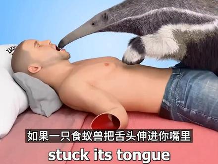 食蚁兽舌头伸进你胃里掏食物?这后果比死还难受!