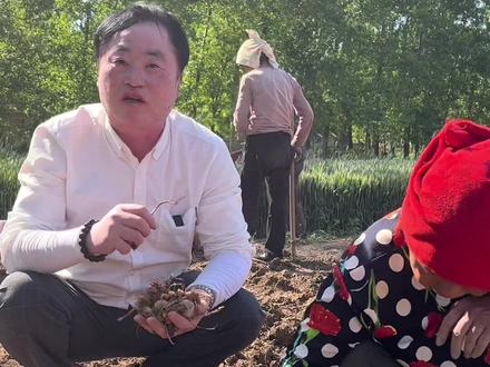 藏红花种植一年收三季#药材种子技术指导 #bibg🐛草害管理技术 #提供种苗 #除草技术 @利农除草 @抖音小助手