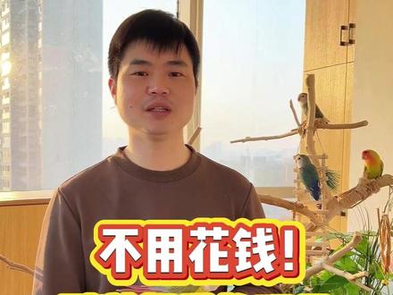 不花钱鹦鹉玩具 快来给你家鸟宝试试吧#新手养鹦鹉 #手养鹦鹉 #羽趣 #鹦鹉 #鹦鹉知识