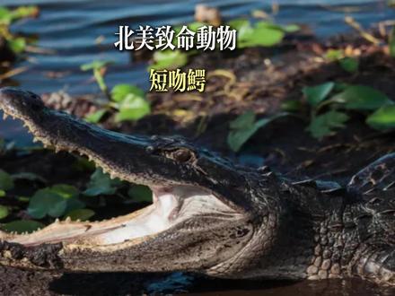 北美致命动物#短吻鳄
