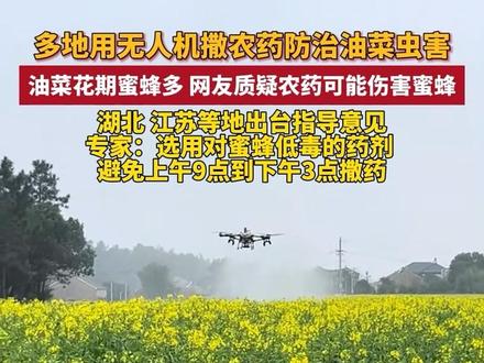近日,多地用无人机撒农药防治油菜虫害,网友质疑农药可能伤害蜜蜂,湖北、江苏等地出台指导意见,农业专家:选用对蜜蜂低毒的药剂,避免上午9点到下午3点撒药。#油菜花蜜蜂 #给油菜打农药 #无人机打药 (编辑:一青)