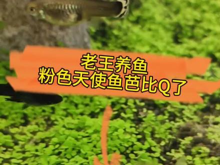 #鱼缸里的大自然 #水族爱好者 #观赏鱼 不知道是因为水温,氧气,虎皮鱼哪个原因导致的?