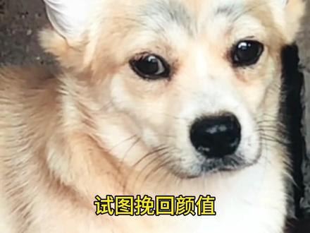 你是从哪里喜欢邦邦的 #萌宠#猫狗双全#关爱流浪动物