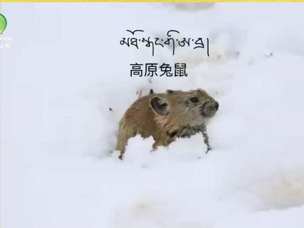 第二届藏文化优秀短视频大赛(110号参赛作品)《高原鼠兔》 作者:白日丁布江才