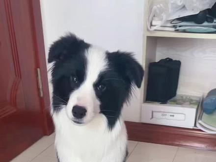 纸巾 萝卜 真棒 #萝卜纸巾猫咪挑战 #萌宠认物挑战 #边牧 #万物可爱计划 #我和它的365件小事