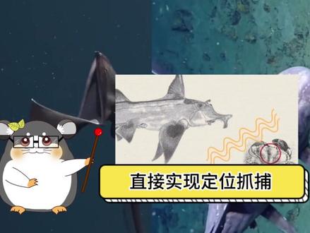 为什么越往深海,生物越大越惊悚?#深海生物#不可思议#万万#知识科普