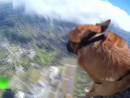 #空降兵带 #狗跳伞,它看起来还挺开心? #飞机 #航空