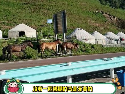 拴起来的动物没有一个是无辜的#离谱 #动物 #搞笑 #马 #娱乐评论大赏