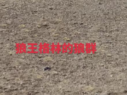 途经羌塘无人区偶遇狼王格林,确实是一只很通人性的狼!